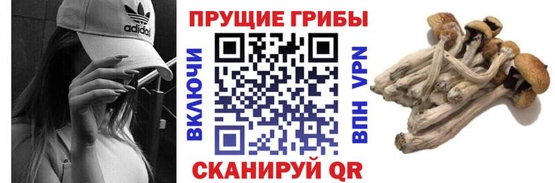 купить закладку  Можга  Псилоцибиновые грибы Magic Shrooms 